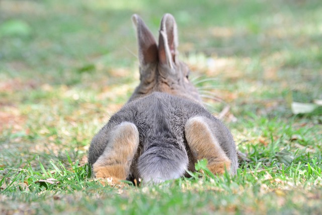 حقائق مثيرة عن تزاوج الأرانب