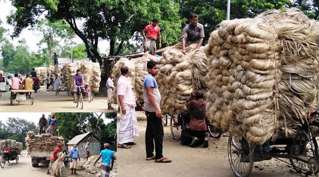 দিনাজপুরের খানসামা উপজেলায় পাটের আবাদ ও চাহিদা বেশি, ভাল দামে কৃষকরা খুশি