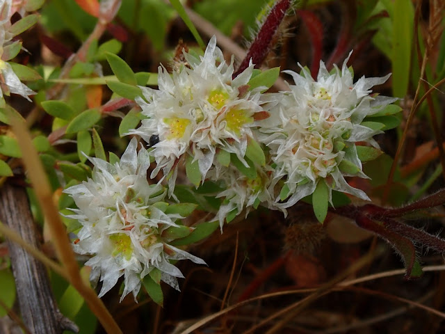 Paronychia argentea Paronychia argentea