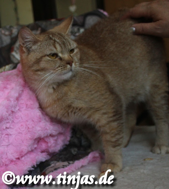 Britisch Kurzhaar chocolate torbie ticked 2 Britisch Kurzhaar chocolate torbie ticked 2