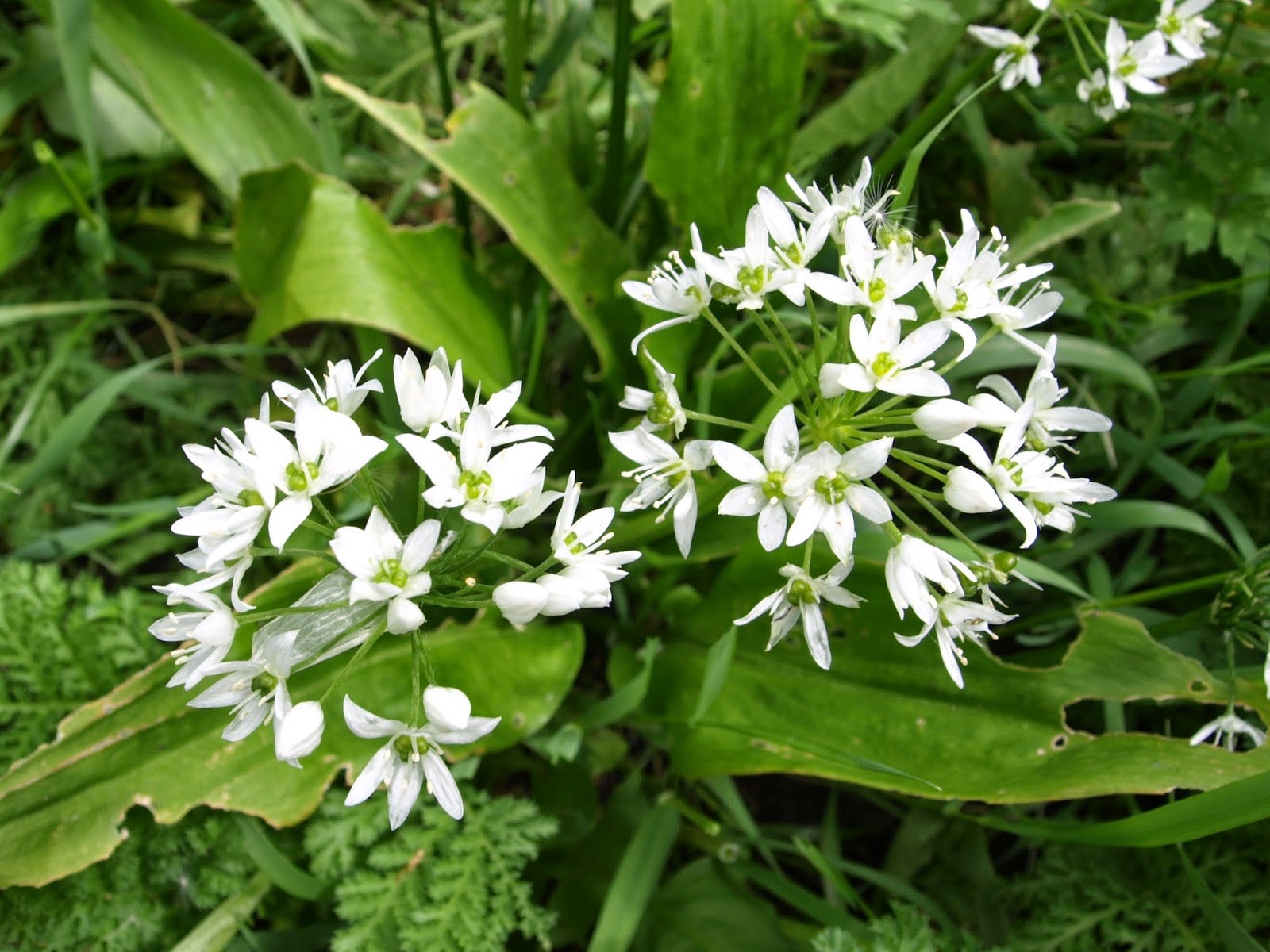 Raw Edible Plants Wild garlic (Allium ursinum)
