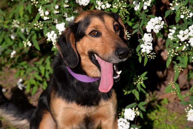 Adoptándonos Benito, precioso perro mestizo de tamaño medianito en