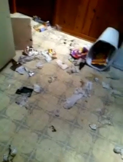 Video : ゴミ箱をひっくり返して、部屋を散らかした犯人のイヌを探せ ! !