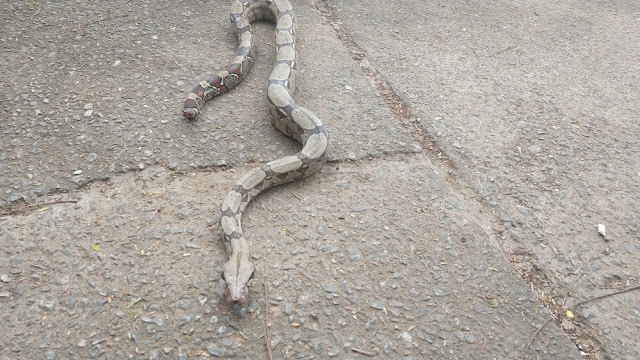 Jiboia 'sem rabo' tenta atravessar avenida na frente de rodoviária em Porto Velho