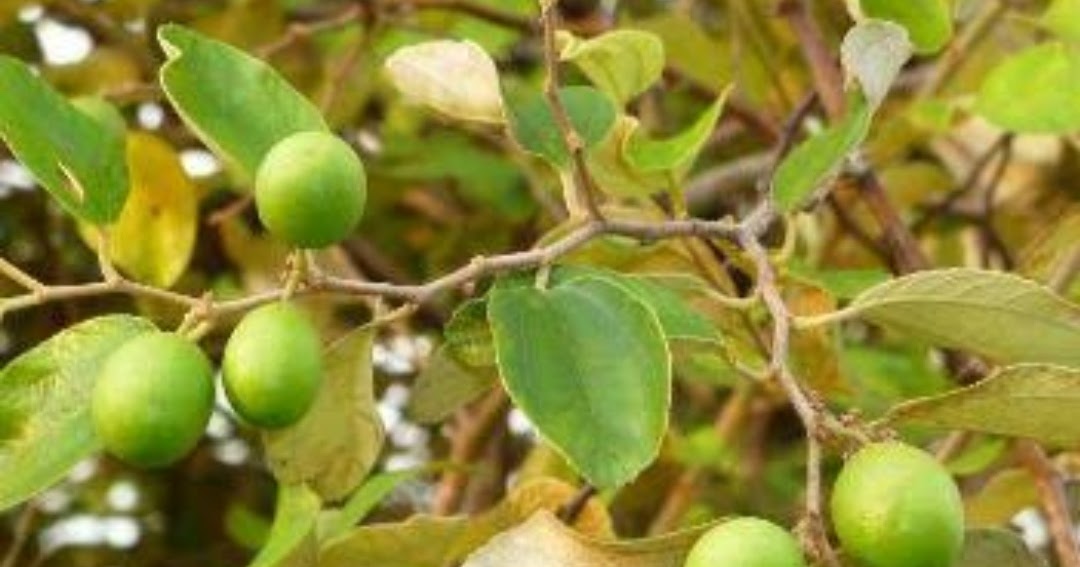 29 Manfaat dan Khasiat Daun Bidara yang Dipercaya Orang Arab