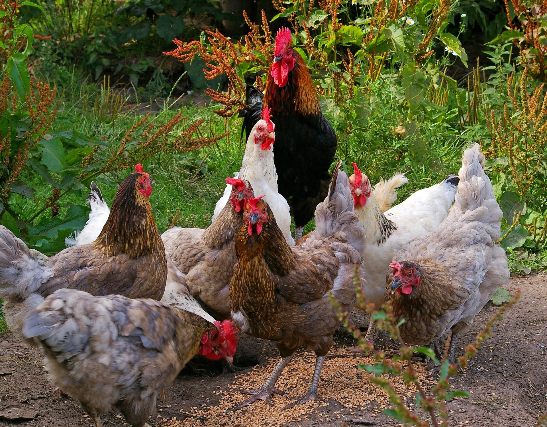 Ataks Tavuk Ve Ozellikleri Salma Tavukculuk