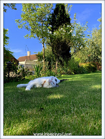 Sunning with Smooch ©BionicBasil® The Pet Parade 362 