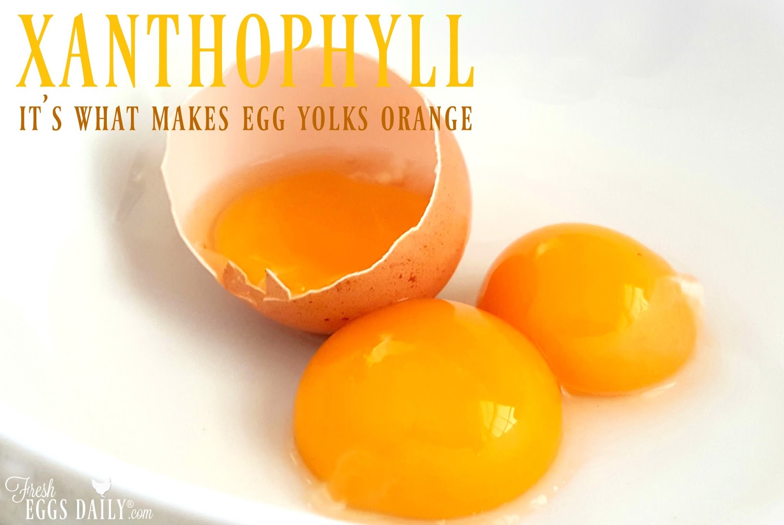 Xanthophyll It's What Makes Egg Yolks Orange Fresh Eggs Daily®