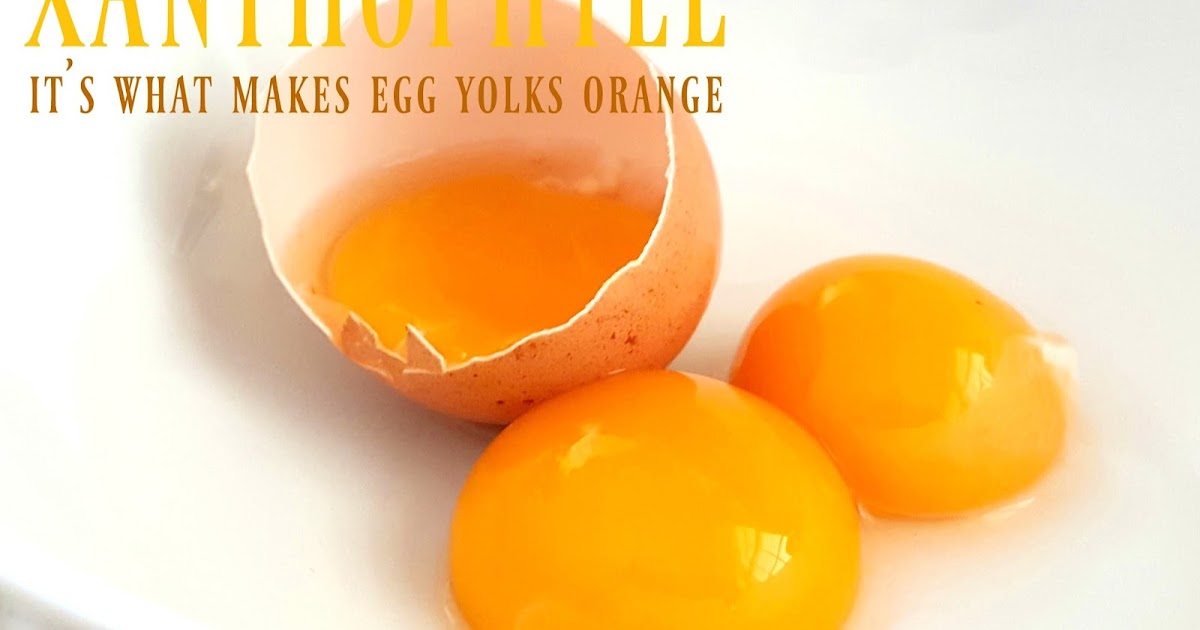 Xanthophyll It's What Makes Egg Yolks Orange Fresh Eggs Daily®