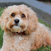 Cavoodle dog thumbnail