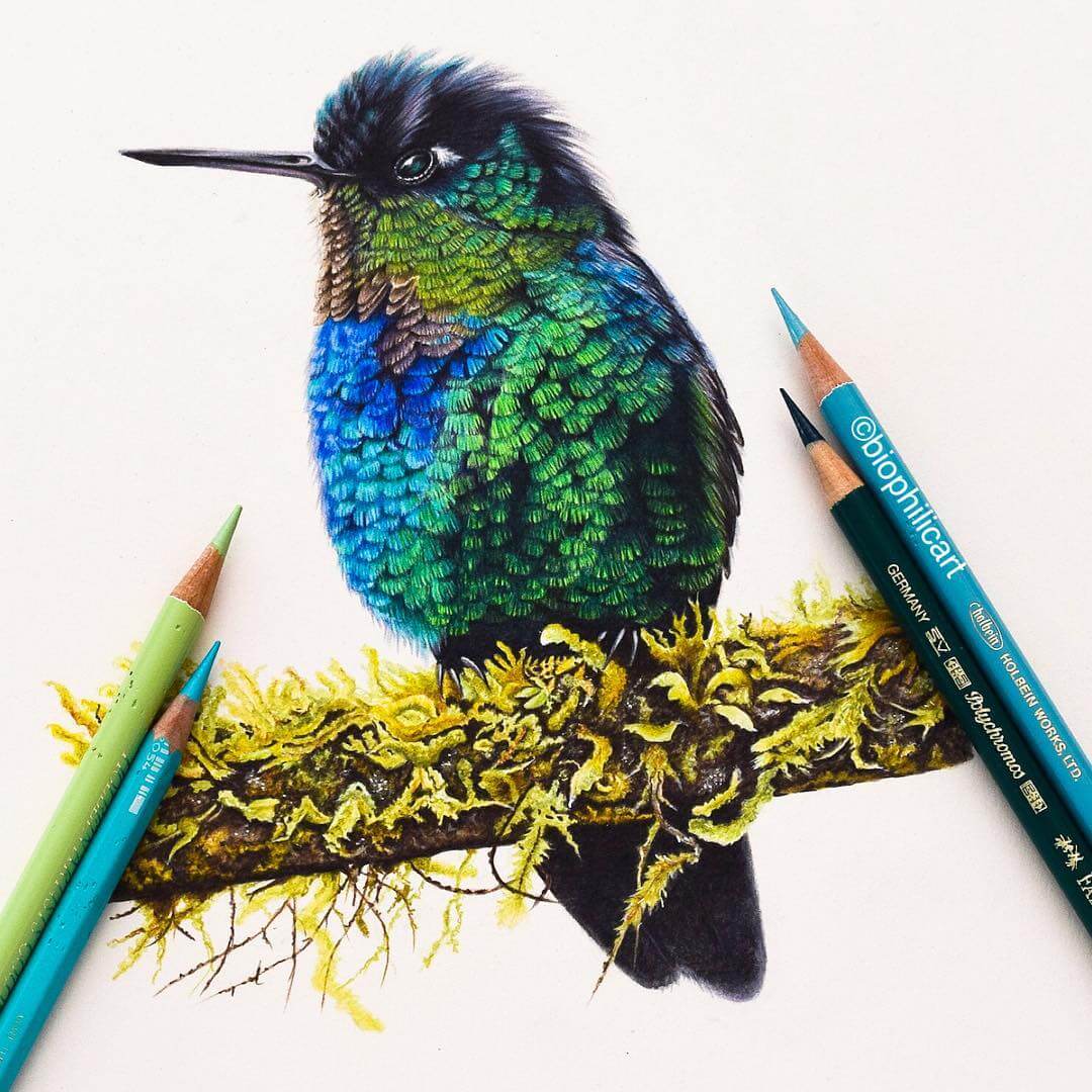 09-Hummingbird-Sallyann-Realistic-Animal-Pencil-Drawings-www-designstack-co