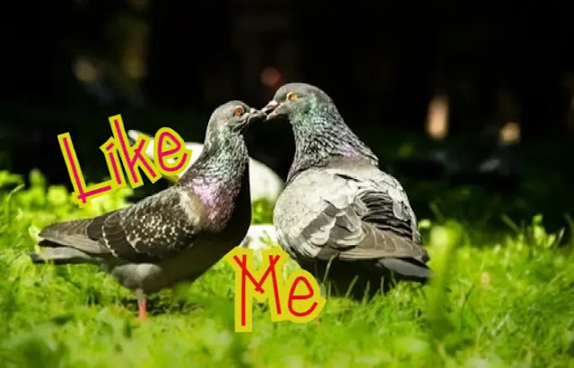 Beautiful Love Birds Images Free Download Beautiful Love Birds Images Free Download
