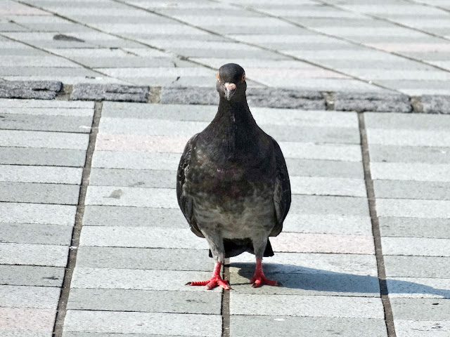 鳩,鳥,新宿駅東口〈著作権フリー無料画像〉Free Stock Photos