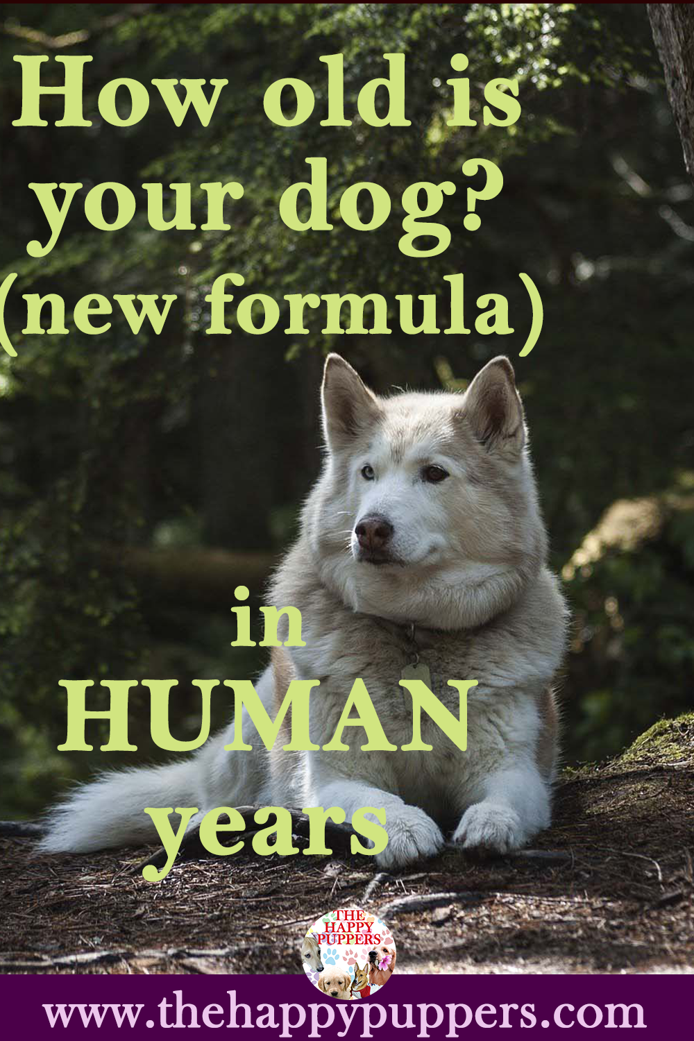 husky dog years to human years