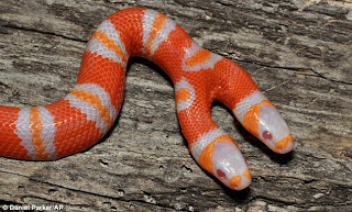 gossip-lanka.com-snake+01.jpg