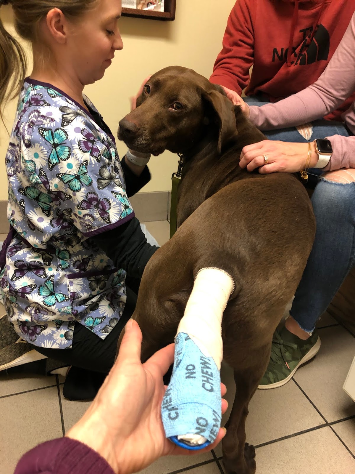 How Much Does A Dog Tail Amputation Cost