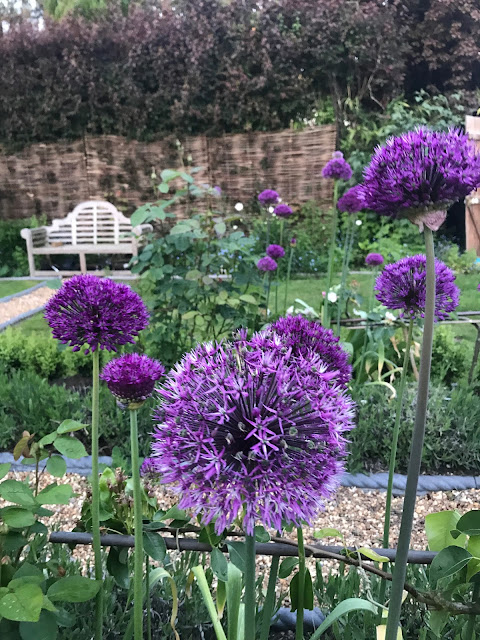 Sandy S Blog Reckless Gardener Ethical Dilemmas Of The