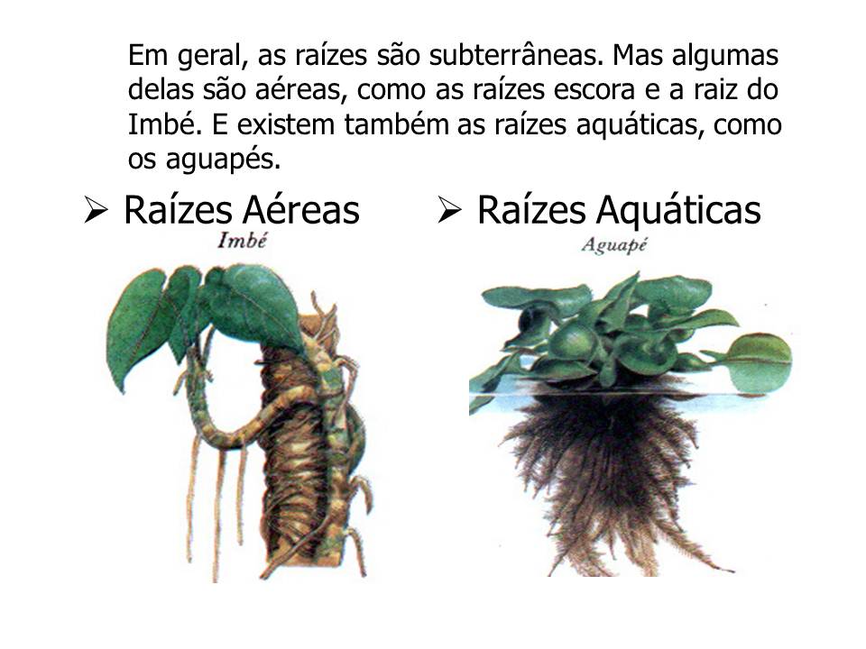 Raízes: O Que São, Funções, Características, Tipos E Suas Regiões – YGMD
