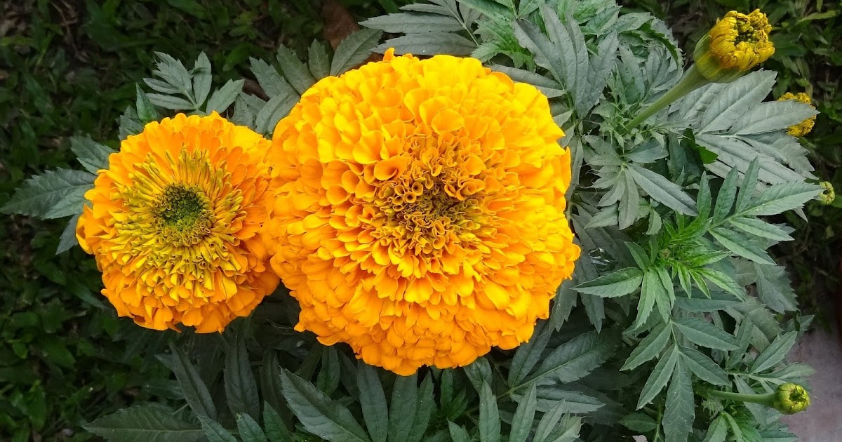 African marigold Flowers