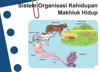 Kunci Jawaban Ipa Kelas 7 Halaman 26 27 Uji Kompetensi Bab 1 Semester 2 Sistem Organisasi Kehidupan Wali Kelas Sd Kunci Jawaban Ipa Kelas 7 Halaman 26 27 Uji Kompetensi Bab 1 Semester 2 Sistem Organisasi Kehidupan Wali Kelas Sd