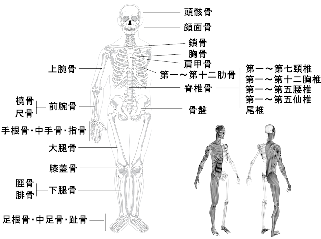 筋肉の名称と種類 部位ごとの作用と役割 公式 公益社団法人 日本パワーリフティング協会