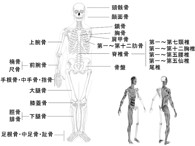 足 の 骨 の 名前