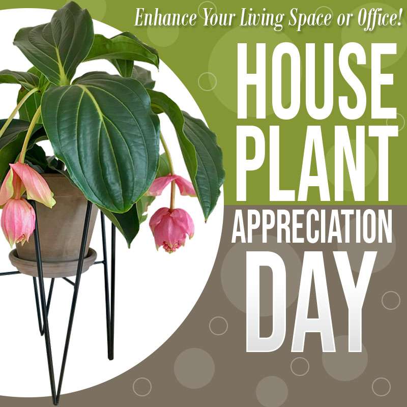 National Houseplant Appreciation Day Wishes