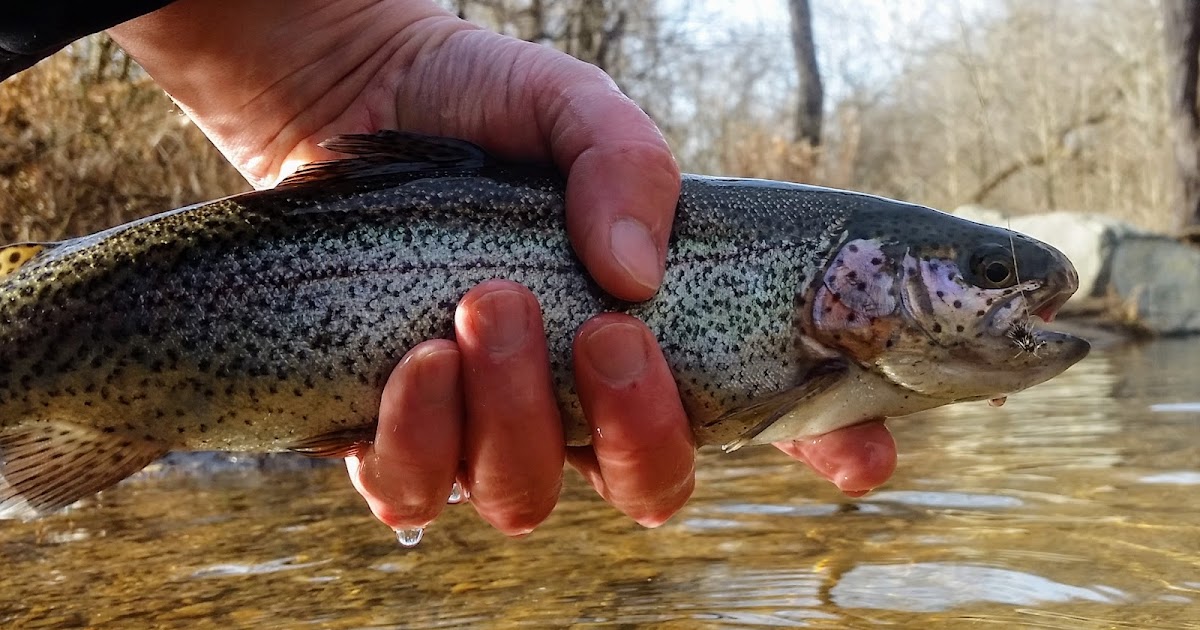 Sick Days Fishing January 13, 2017 Amazing Dry Fly Fishing in January!