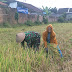 Sertu Sugiyarto Terjun Ke Sawah Bantu Petani