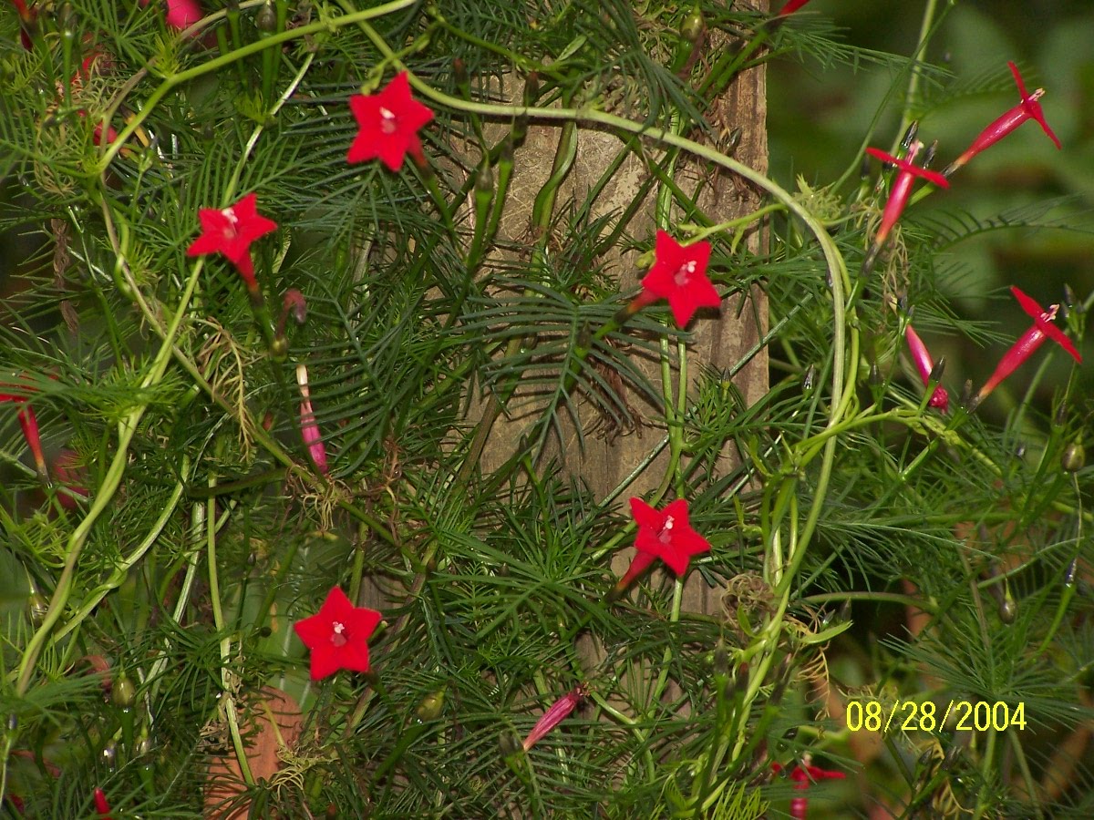 Jean the Plant Lady Hummingbird Vines