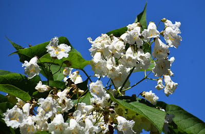 Catalpa tree bloom