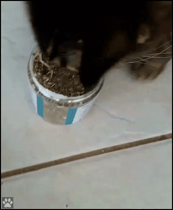 OMG! Messy CATnip party. “Look at my cat getting TURNT!” • Cat GIF Website
