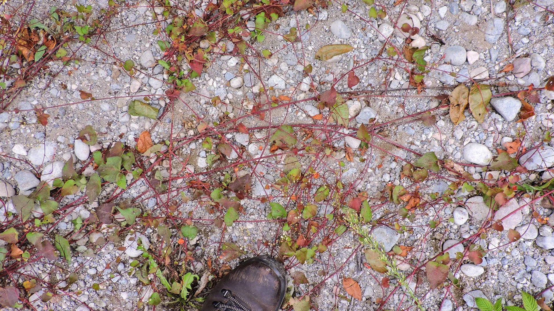 Fallopia cilinodis