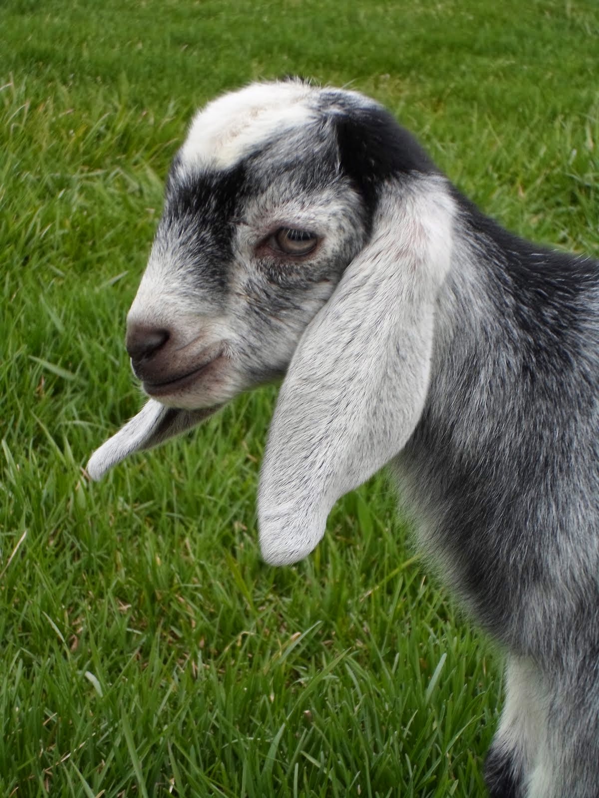 Miniature Dairy Goats