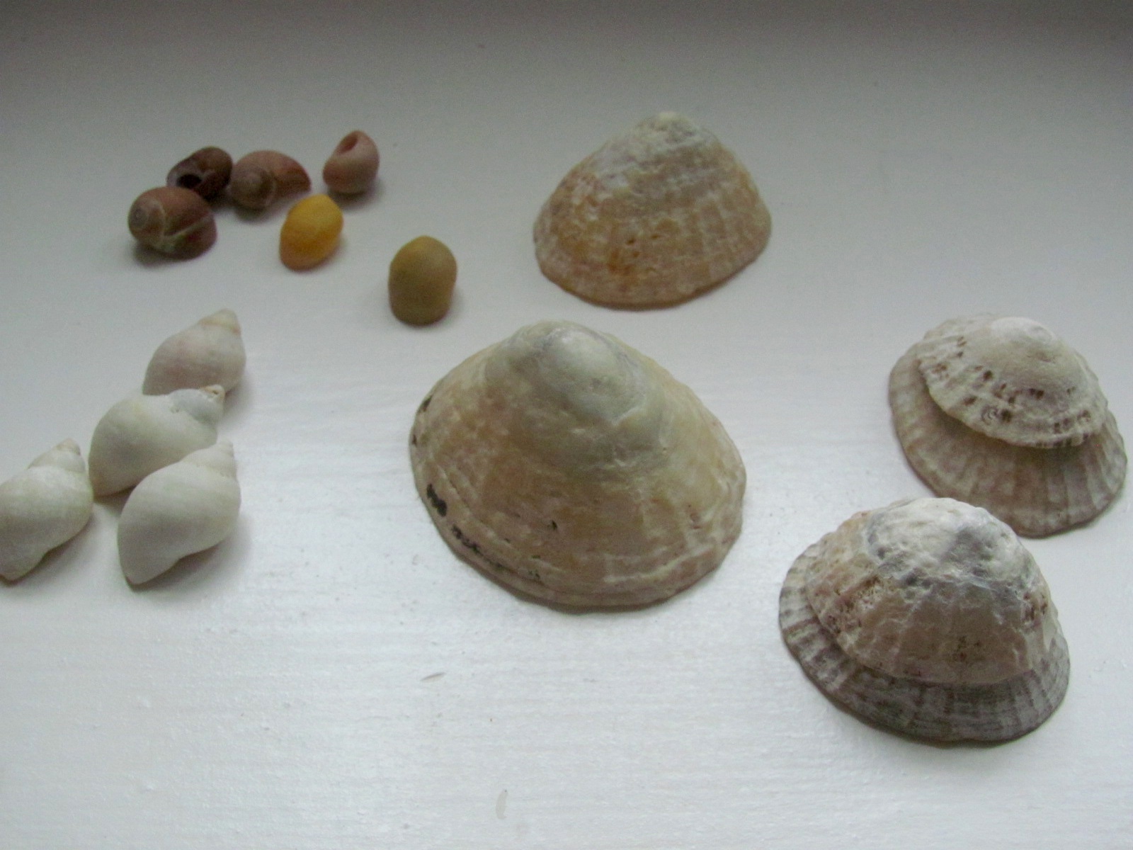 Types Of Seashells For Kids