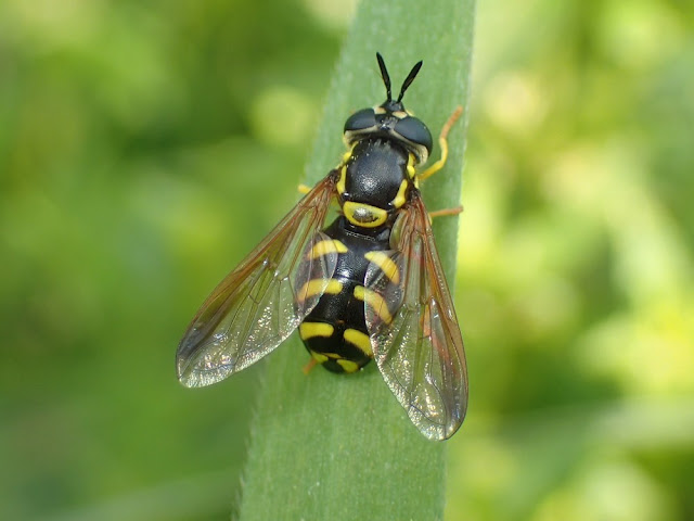 Chrysotoxum intermedium Chrysotoxum intermedium