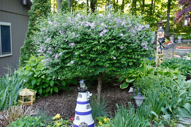 Growing With Plants How To Grow And Train A Wisteria Tree