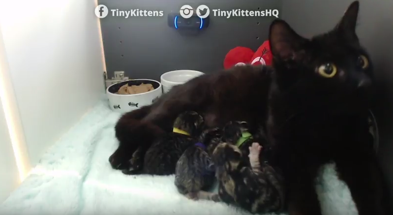tinykittens live feed