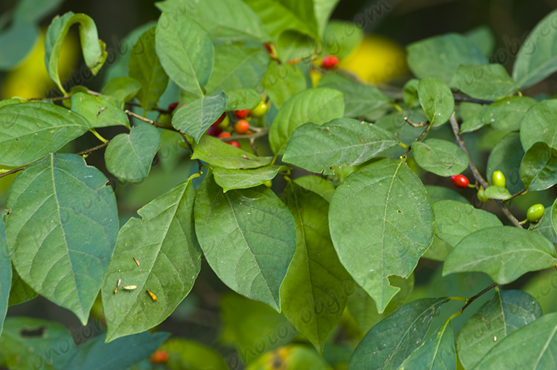The 3 Foragers Foraging for Wild, Natural, Organic Food Spicebush