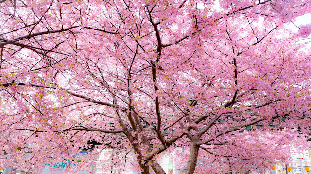 三浦海岸,河津桜,桜