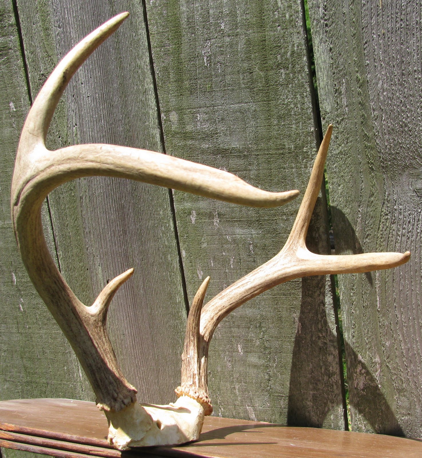 Estate Sale Services 409.750.3688 Roland Dressler Deer Antlers 6 point