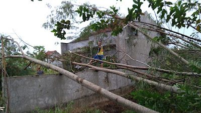 Banyak Pohon Tumbang Di Purworejo Akibat Hujan Angin