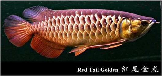 24 Rtg Arowana Info Top