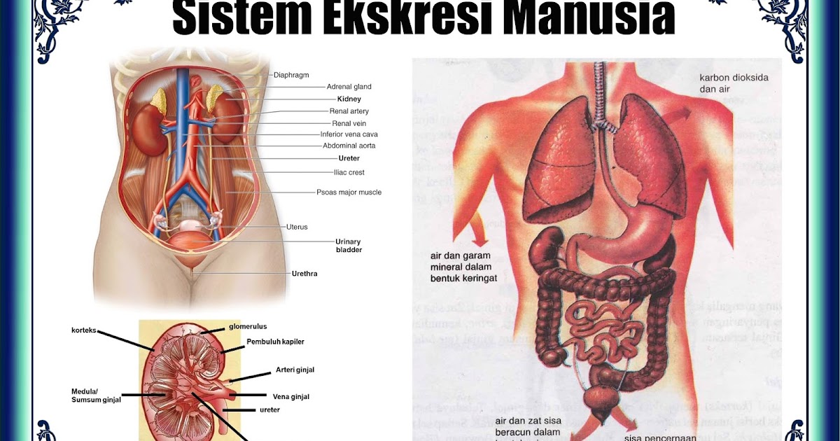Sistem Ekskresi Manusia