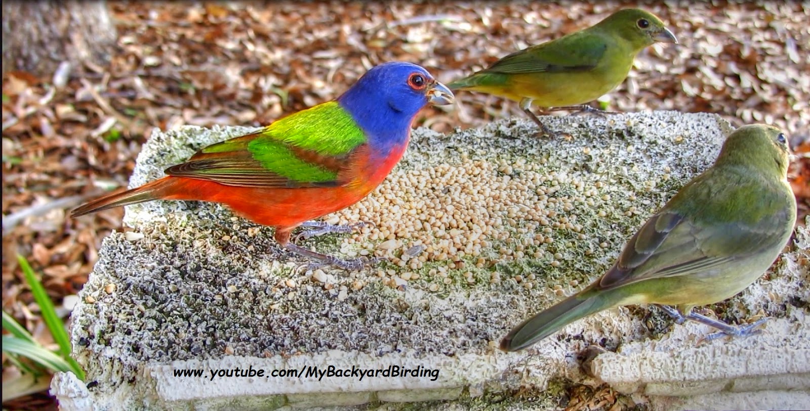 Backyard Birding....and Nature Painted Buntings Up Close and Hungry!
