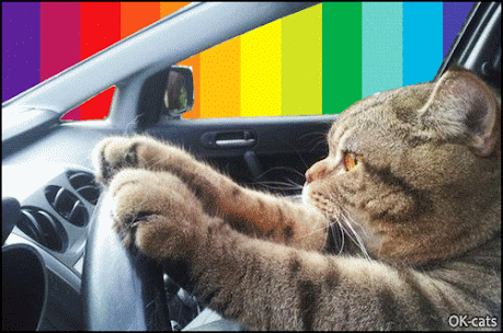 Art Cat GIF • Cat proudly driving its new car on rainbow avenue. They see me rolling..
