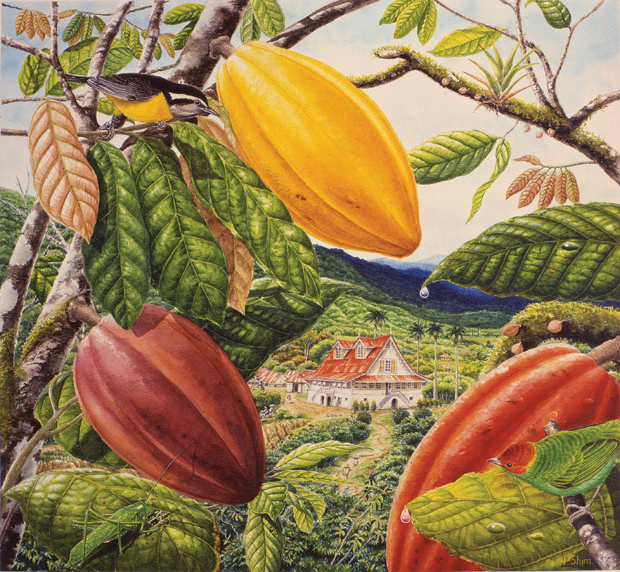 The Caribbean History Archives Cocoa