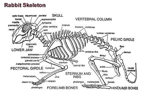 veteriner hekimim canlilar blogu 2018