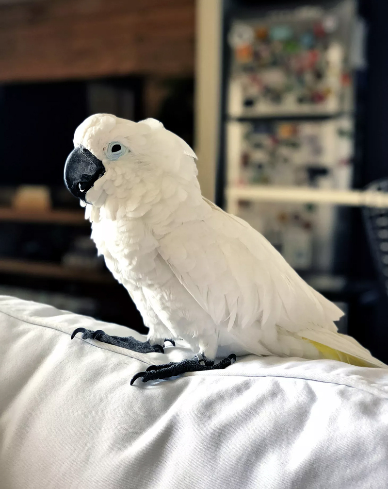 Choose an Appropriate Training Area How to Train Your Parrot to Sing