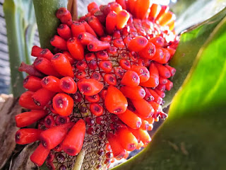 28+ Cara Merawat Tanaman Anthurium Gelombang Cinta Pictures